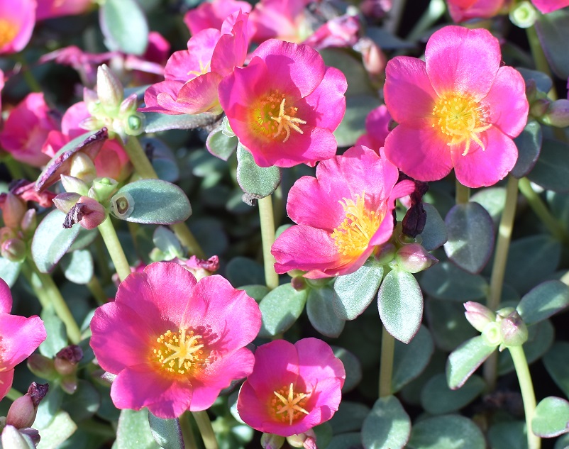 Purslane Pazzaz Nano Series Fuchsia Brad's Bedding Plants, Inc.
