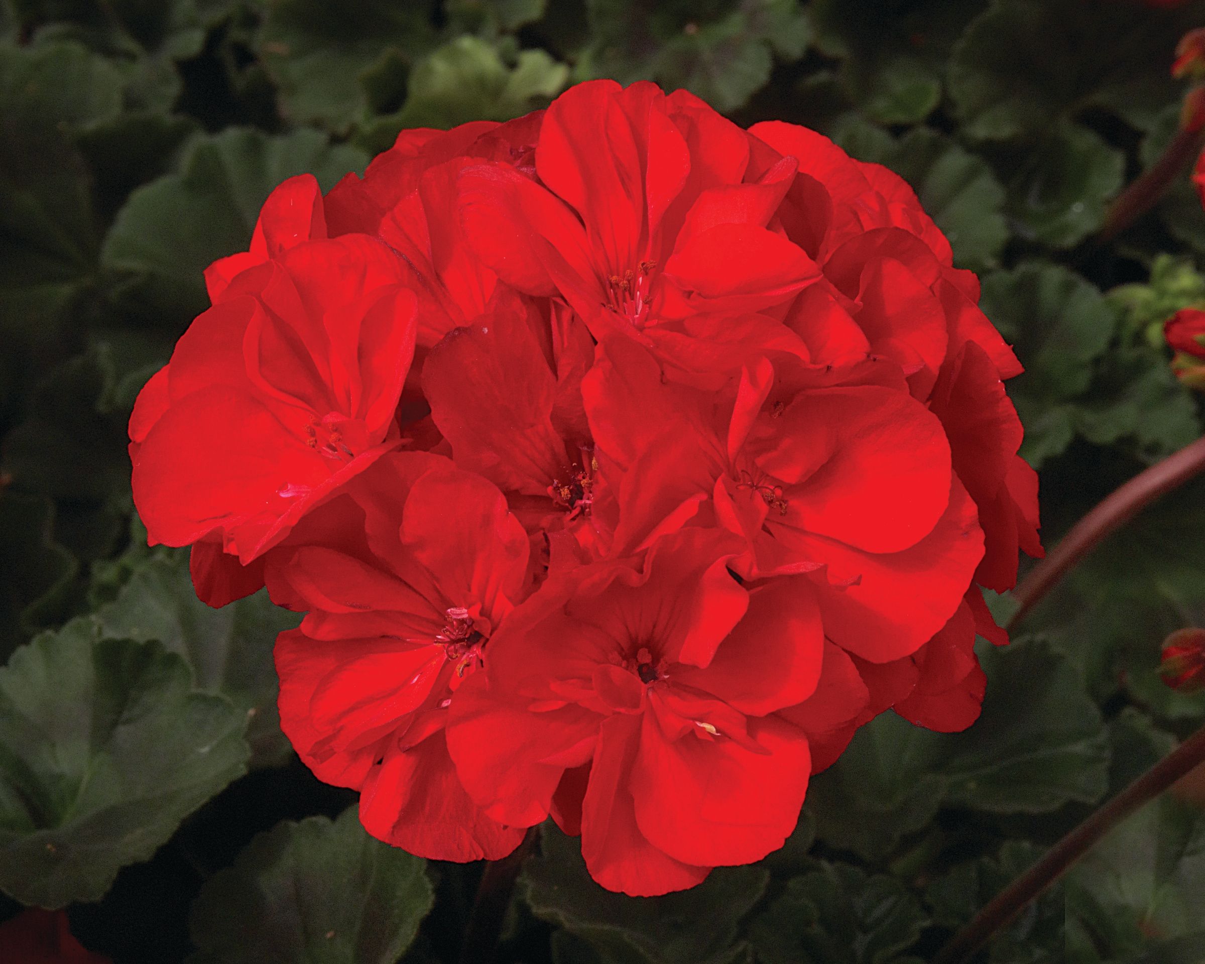 Geranium Moonlight Brilliant Red Brad's Bedding Plants, Inc.