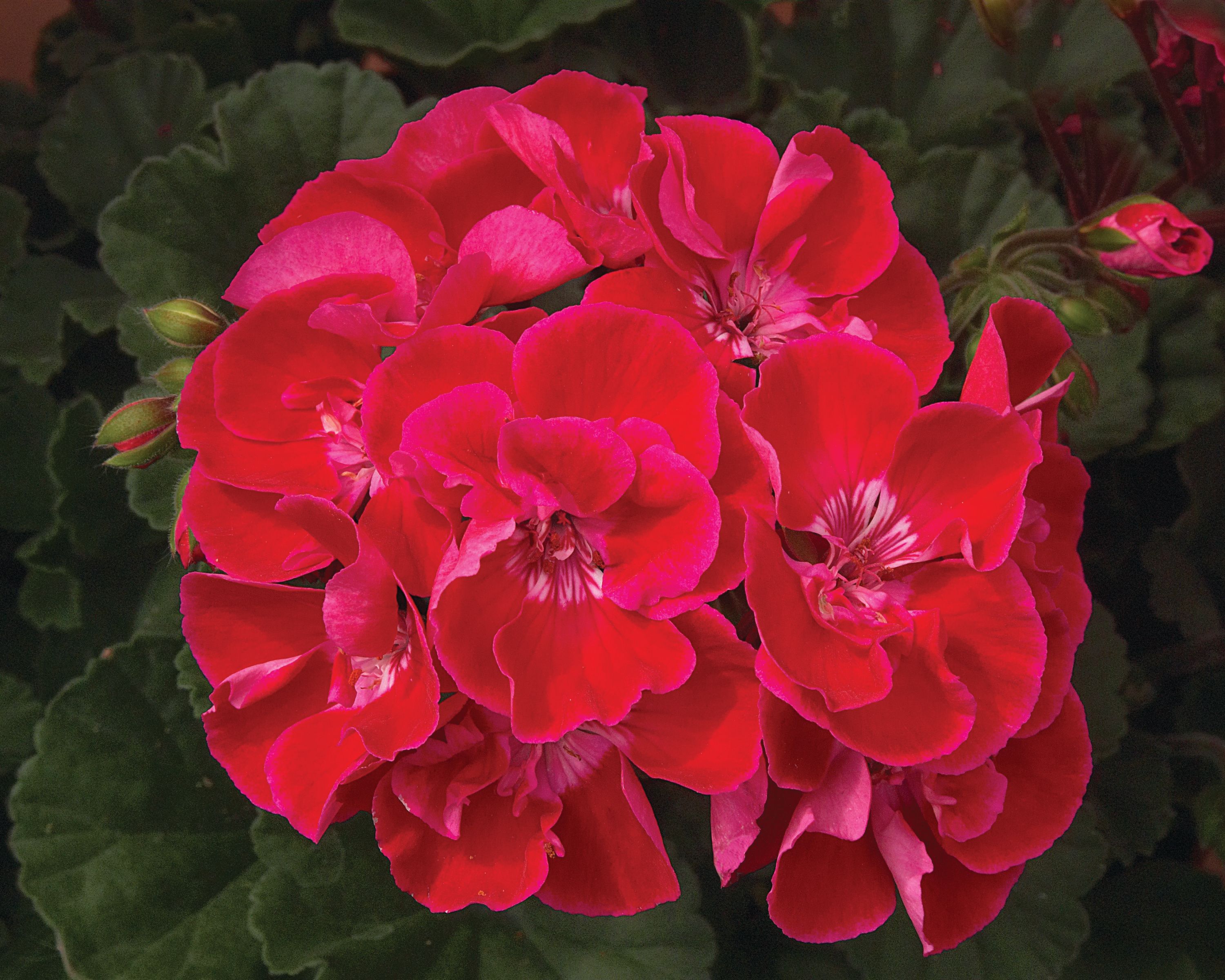 Geranium Moonlight Cranberry Blush Brad's Bedding Plants, Inc.
