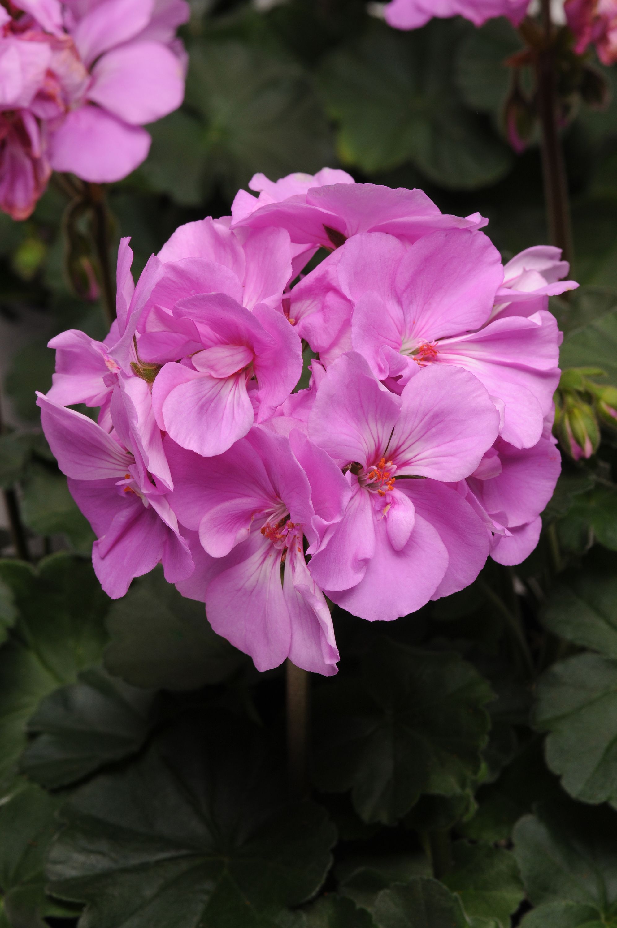 Geranium Moonlight Lavender Brad's Bedding Plants, Inc.