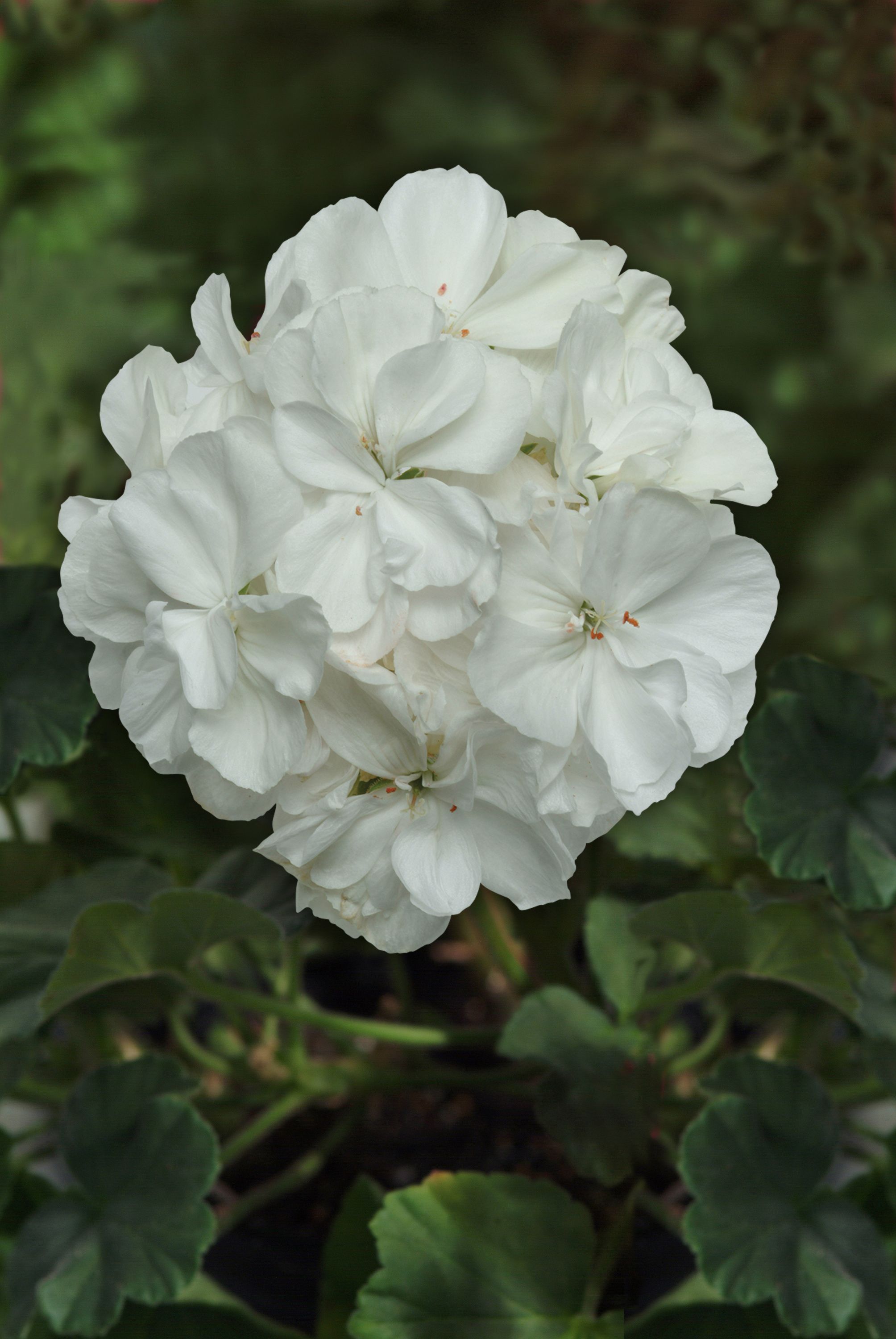 Geraniums Moonlight White Brad's Bedding Plants, Inc.