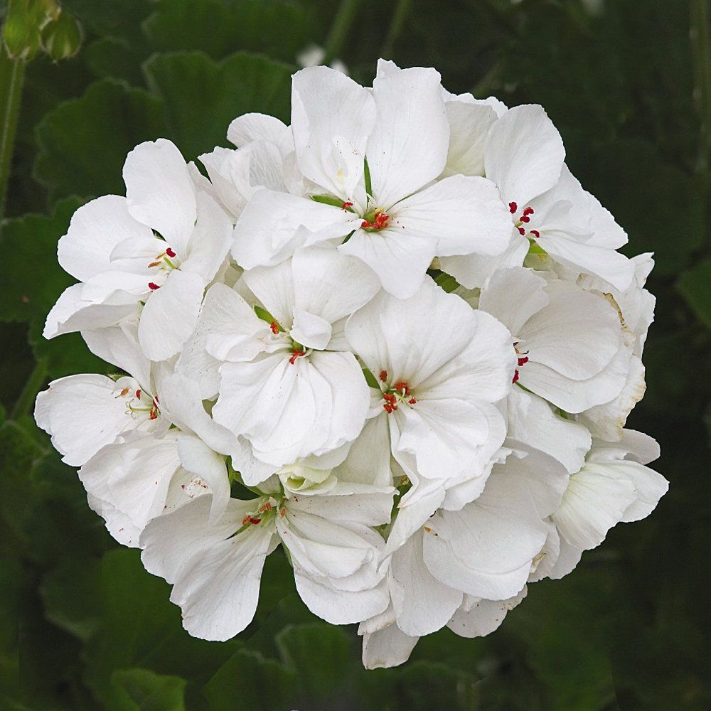 Geraniums Patriot White Brad's Bedding Plants, Inc.