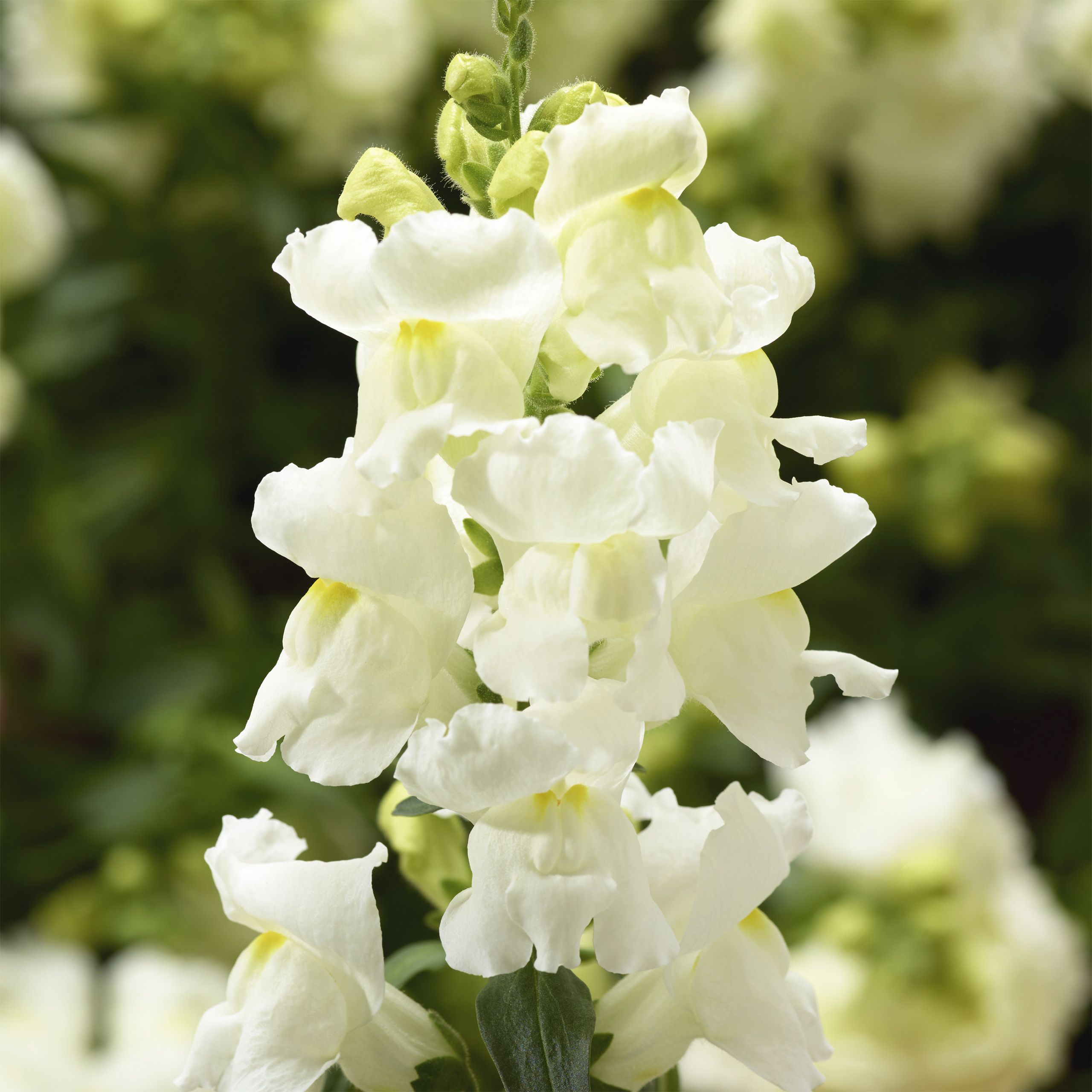 Snapdragon Snaptini White Brad's Bedding Plants, Inc.